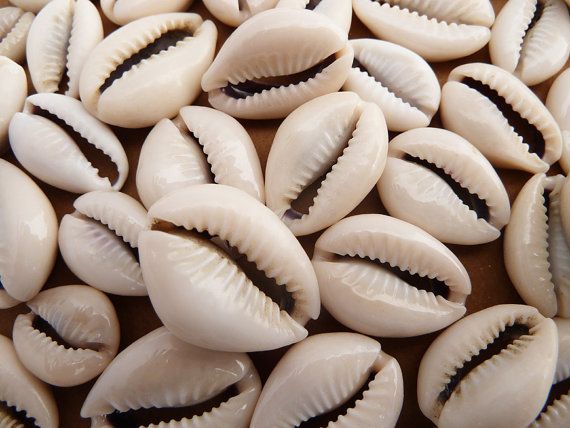 Cowrie Shells